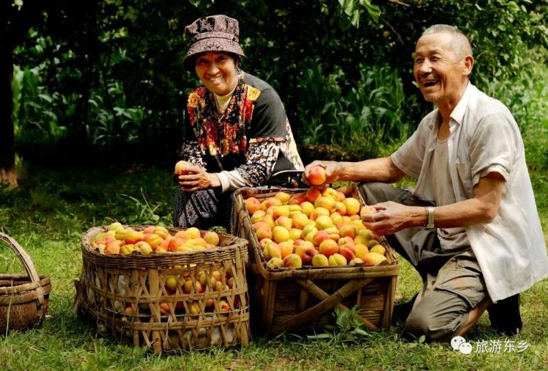 这个夏天，快来唐汪摘杏子啦2.jpg